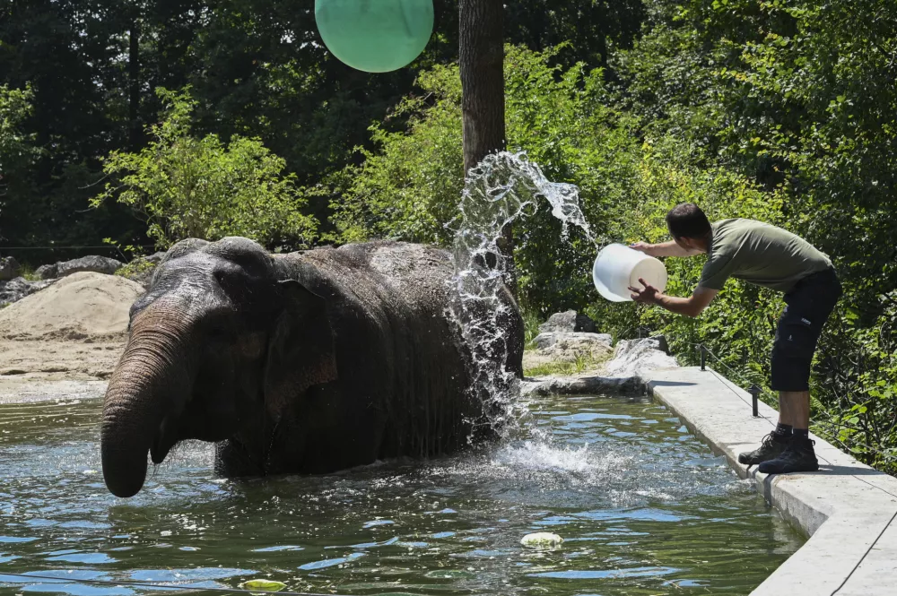 11.07.2024 - ZOO Živalski vrt LjubljanaFOTO: Nik Erik Neubauer