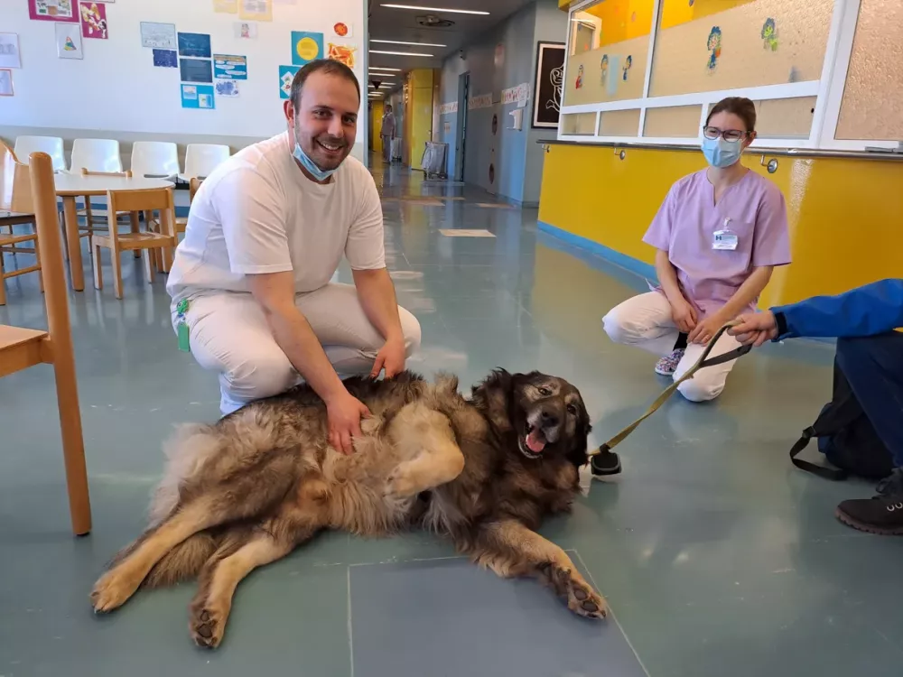 Kraški ovčar Primus, terapevtski pes, psarna Miliruj, bolnišnica Šempeter pediatrični oddelek / Foto: Arhiv Splošne Bolnišnice Franca Derganca Šempeter