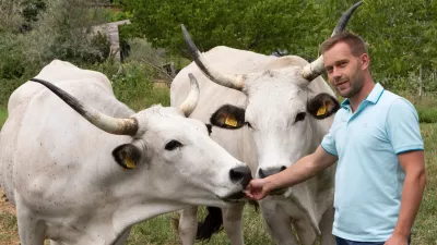 Martin Perič: Cena boškarina je vsaj trideset odstotkov višja od cene navadne govedine. F Jaka Jeraša