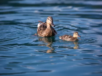 ﻿- 13.07.2016 - Reportaža o Bledu - Blejsko jezero - raca -..//FOTO: Maja Marko