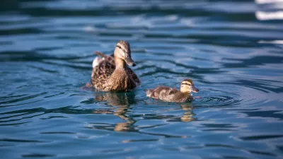 ﻿- 13.07.2016 - Reportaža o Bledu - Blejsko jezero - raca -..//FOTO: Maja Marko