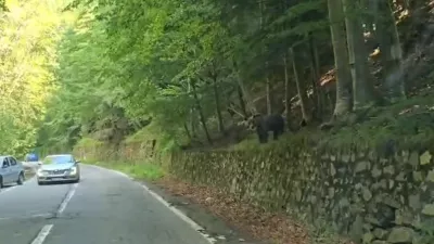 Medved. Foto: Maksim Lesjak