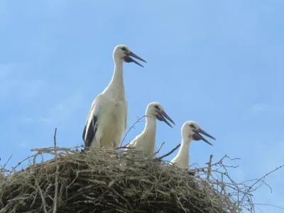 štorklje, gnezdo / Foto: Urša Očko