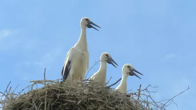 štorklje, gnezdo / Foto: Urša Očko