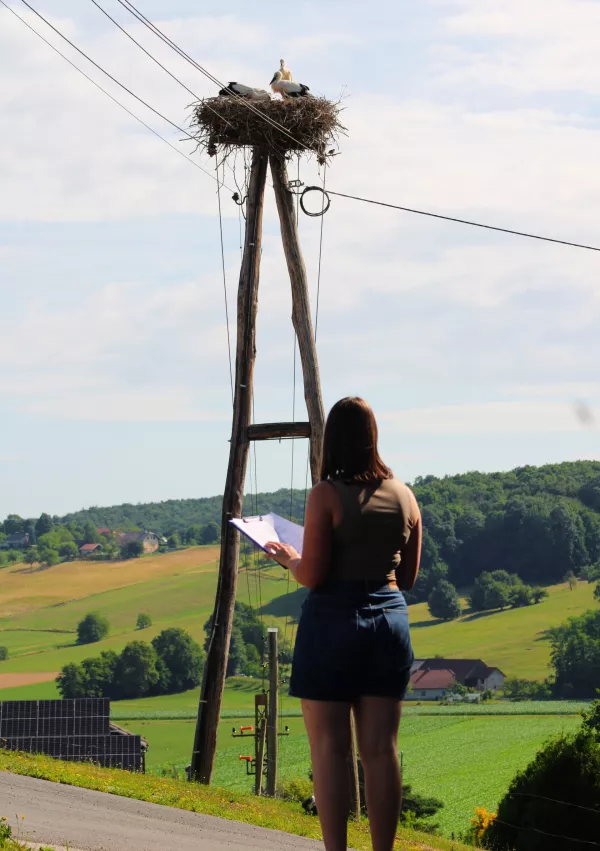 popis štorkelj 2025, Kranj / Foto: Urša Očko