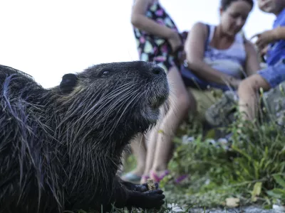 Nutrije se vračajo, a ne v Ljubljano, kjer jih je mogoče videti le še redkokdaj