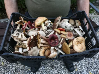 ﻿- 17.10.2019 – Gobarjenje in gobe v naravi - goba - nabiranje gob - -  //FOTO: Luka Cjuha.