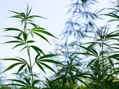 ﻿- konoplja- 21.07.2017 – Biotehnična fakulteta //FOTO: Matjaž Rušt