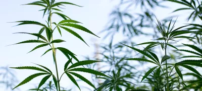 ﻿- konoplja- 21.07.2017 – Biotehnična fakulteta //FOTO: Matjaž Rušt