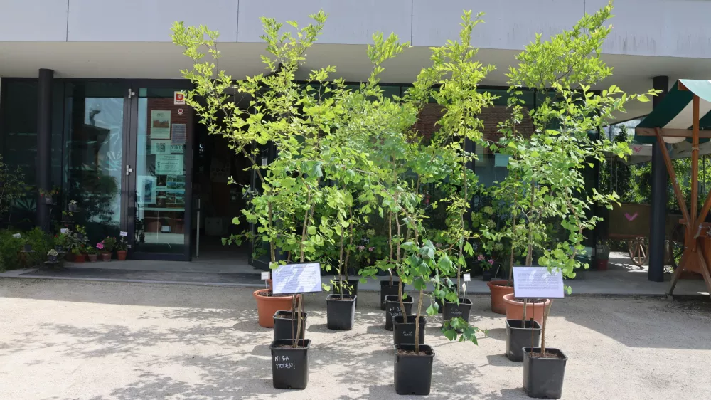 Ljubljana, Botanicni vrt.Drevesa vrste dvokrpi ginko, ki so zrasle iz semen prezivelih dreves iz Hirosime, po napadu z jedrsko bombo ob koncu 2. svetovne vojne.Foto: Joze Bavcon