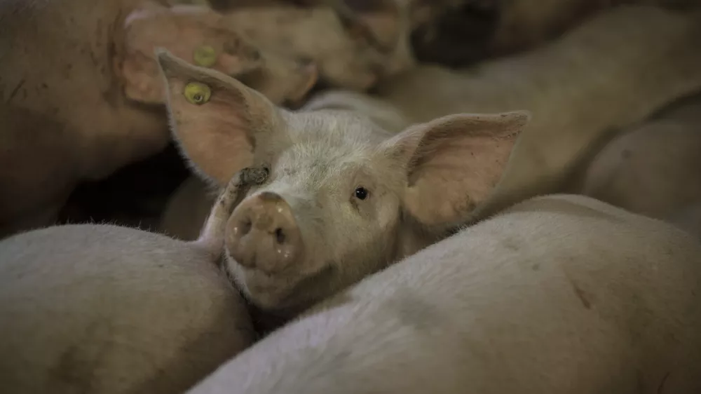 ﻿- prašič - svinja - prašičereja - svinjereja - 02.02.2015 - Koline v vasi na Banjški planoti - ///FOTO: Luka Cjuha OPOMBA: ZA OBJAVO V PRILOGI – DNEVNIKOV OBJEKTIV - REPORTAŽA 2015