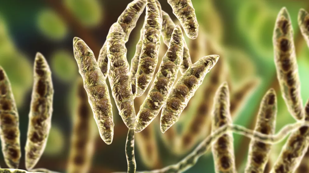 Glivične bolezni pod mikroskopom. Slika je simbolična. / Foto: Istock