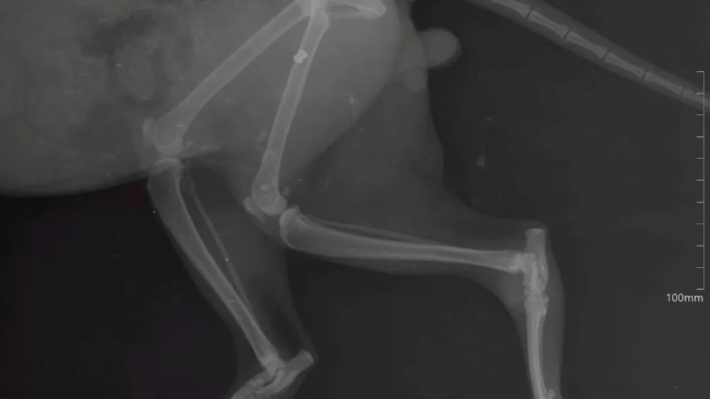 mačka, zračna puška, veterinar. Veterina Nabergoj / Foto: Veterina Nabergoj