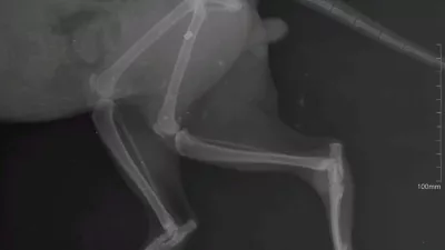 mačka, zračna puška, veterinar. Veterina Nabergoj / Foto: Veterina Nabergoj