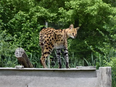 Afriška divja mačka oziroma serval.