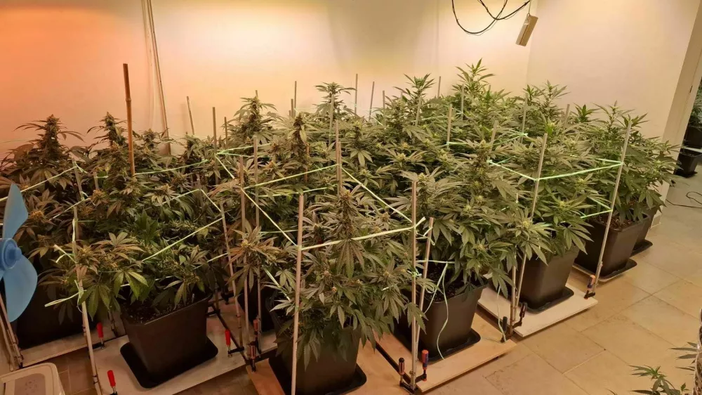 Mariborski policisti so 50-letniku zasegli 58 sadik konoplje. 