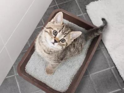 Cat top view sitting in litter box in bathroom / Foto: Andrey_kuzmin