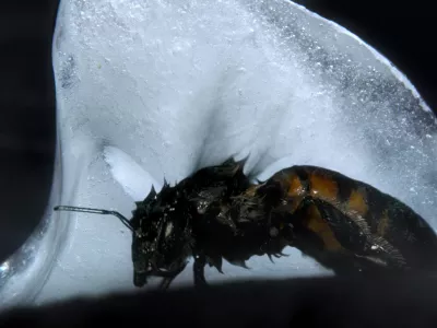 Pusti sanjam, da tlijo