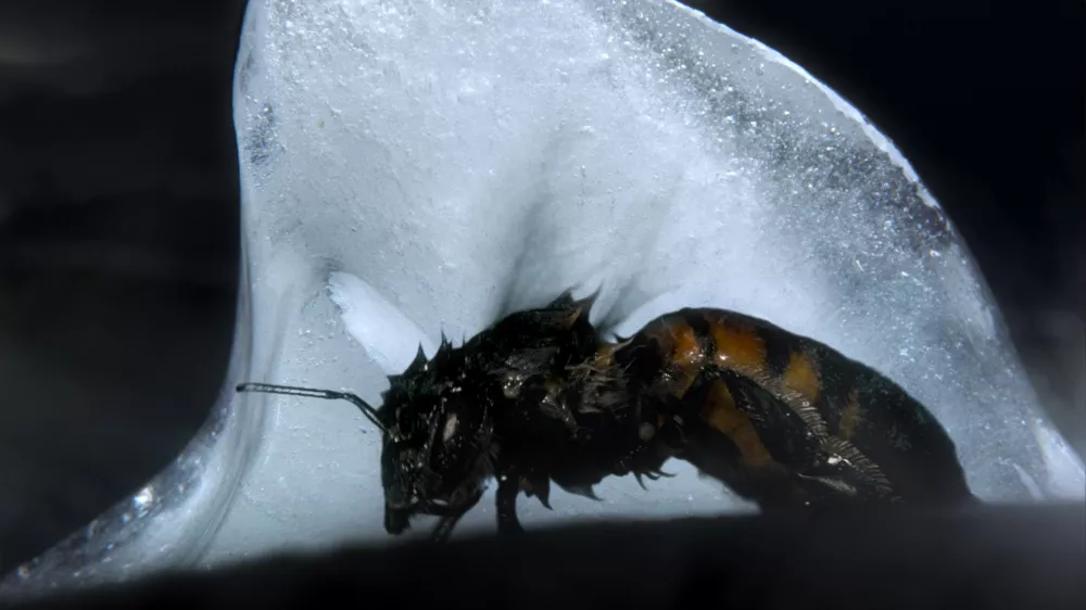 Pusti sanjam, da tlijo