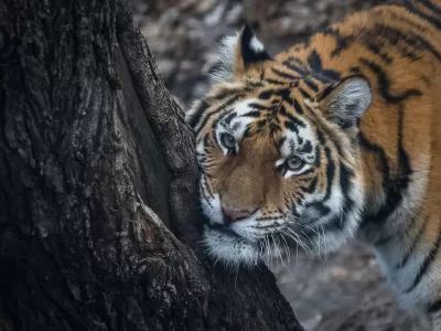 A tiger is seen in its enclosure, amid Russia's attack on Ukraine, in the city zoo in Kyiv, Ukraine December 18, 2024. REUTERS/Gleb Garanich   TPX IMAGES OF THE DAY