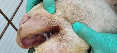 Ovca, bolezen modrikastega jezik (BTV). Foto: UVHVVR