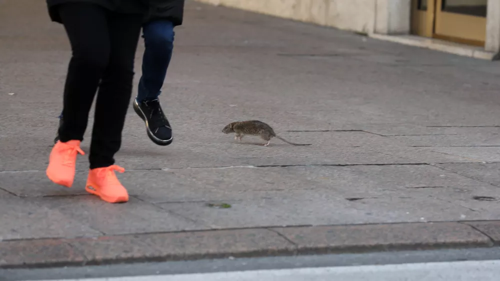podgana 05.12.2021., Rijeka - Stakor u centru grada preplasio prolaznice. Photo: Goran Kovacic/PIXSELL
