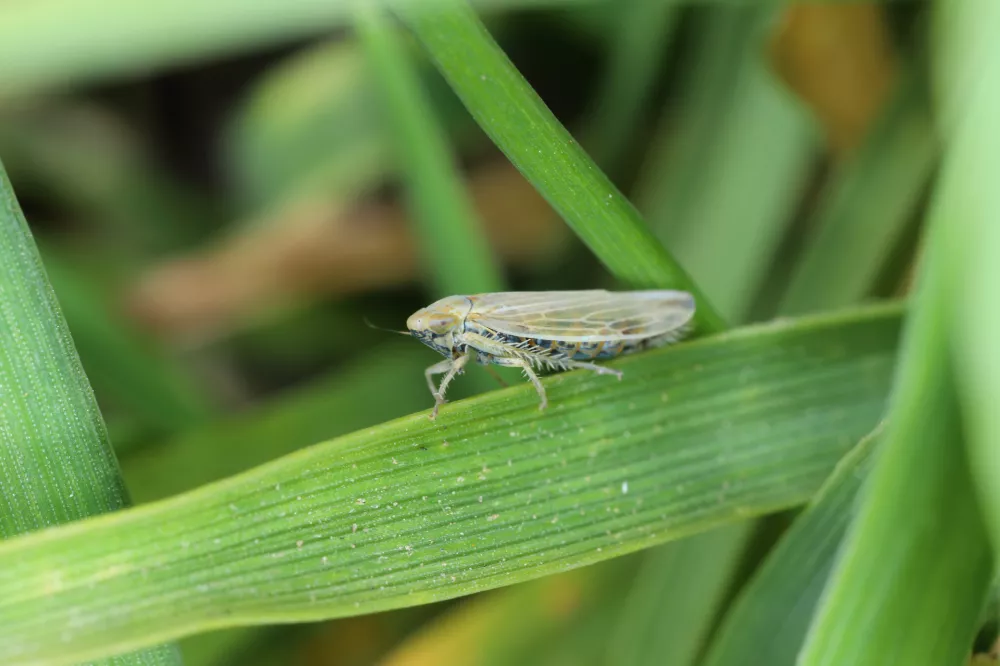 Leafhoppers (Cicadellidae) of the genus Mocydiopsis on a cereal plant. / Foto: Tomasz Klejdysz