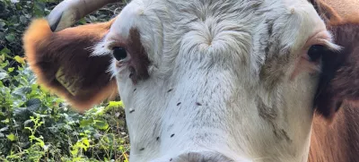 govedo, bolezen modrikasti jezik. Foto: UVHVVR