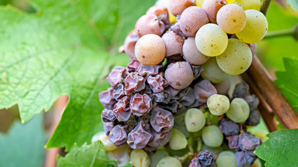 Noble rot of a wine grape, botrytised grapes / Foto: Sonsam
