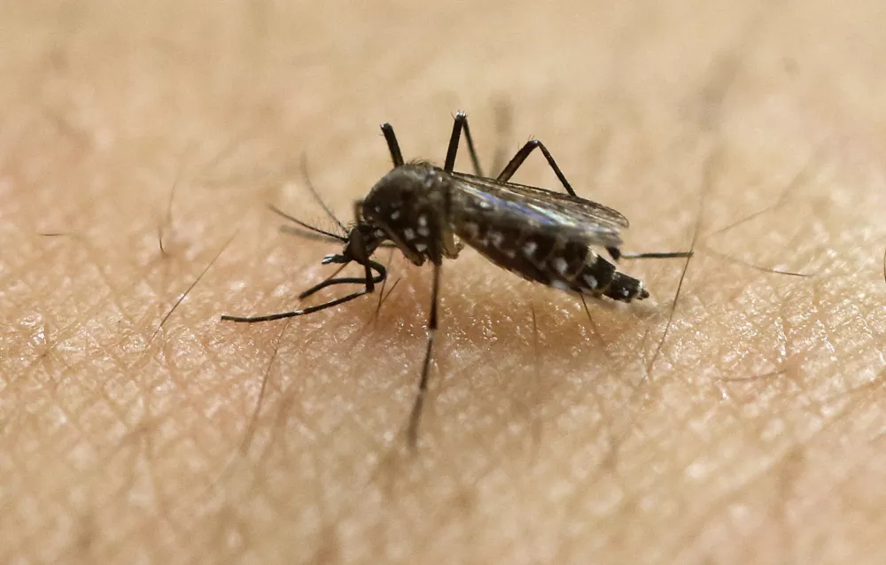 ﻿FILE - In this Jan. 18, 2016, file photo, a female Aedes aegypti mosquito acquires a blood meal on the arm of a researcher at the Biomedical Sciences Institute in the Sao Paulo's University in Sao Paulo, Brazil. The Aedes aegypti can spread the Zika virus, which is spreading in parts of Latin America and the Caribbean and usually causes a mild illness but is now suspected in an unusual birth defect and possibly other health issues. (AP Photo/Andre Penner, File)