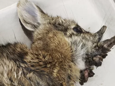 This photo provided by the Iowa Department of Natural Resources shows a deceased Eastern cottontail rabbit infected with Shope papillomavirus in October 2021. (Iowa Department of Natural Resources via AP)