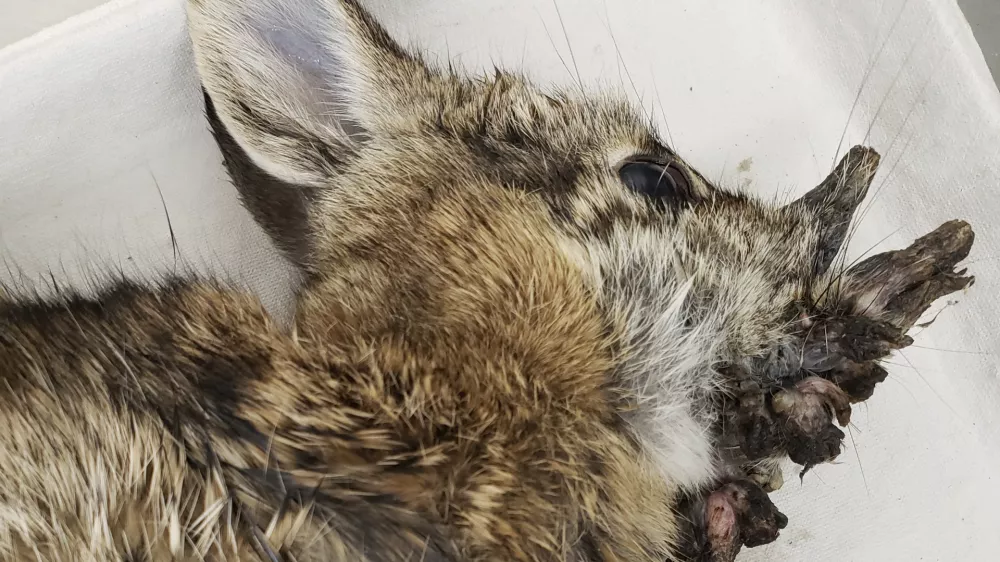 This photo provided by the Iowa Department of Natural Resources shows a deceased Eastern cottontail rabbit infected with Shope papillomavirus in October 2021. (Iowa Department of Natural Resources via AP)