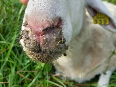 Država je boj z modrikastim jezikom naprtila rejcem