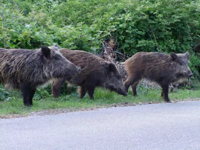 ﻿Ferlugi 03-05-2009 - Marjasci