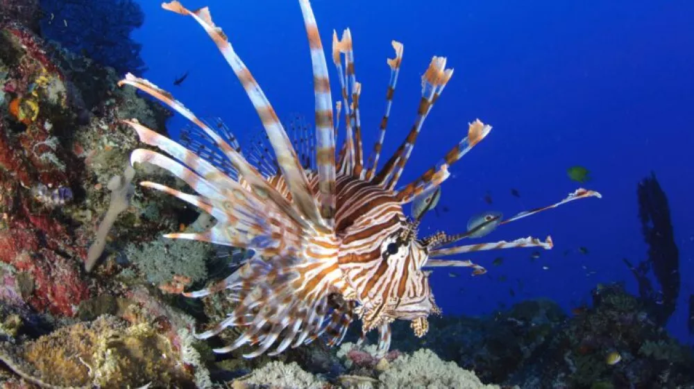 Plamenka je strupena riba, ki prihaja iz Indijskega oceana. Nevarna nam je le, če se zbodemo na njenih bodicah. Opazili so jo v bližini hrvaškega otoka Mljet. 