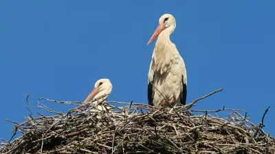 ptice, bela štorklja, gnezdo. Foto: Tatjana Pihlar 