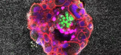 Posnetke jim je omogočil dokaj inovativni pristop, ki so ga ubrali. / Foto: Ibec