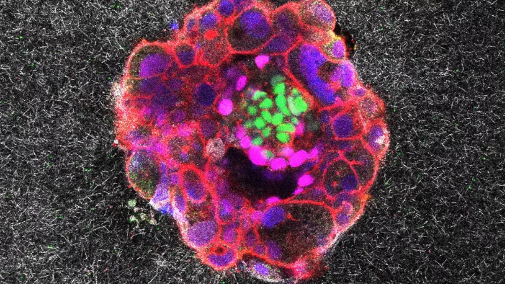 Posnetke jim je omogočil dokaj inovativni pristop, ki so ga ubrali. / Foto: Ibec