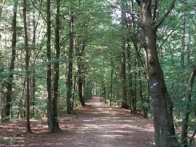 Široki kolovozi skozi gozd se izmenjuje s pešpotjo, višje pa sledi nekoliko strmejši vzpon, ki nas po približno 30 minutah hoje pripelje neposredno do koče. 