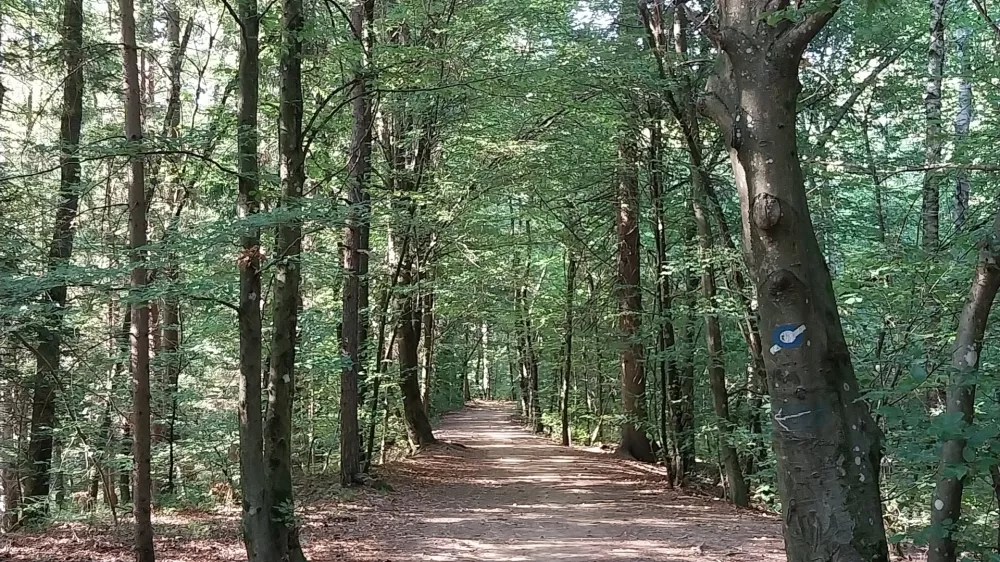 Široki kolovozi skozi gozd se izmenjuje s pešpotjo, višje pa sledi nekoliko strmejši vzpon, ki nas po približno 30 minutah hoje pripelje neposredno do koče. 