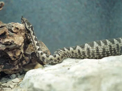 Poleg modrasa (na sliki) sta pri nas strupena še navadni in laški gad. 