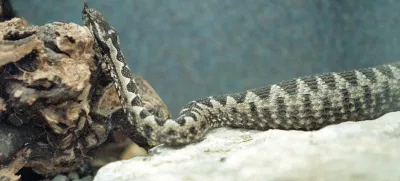 Poleg modrasa (na sliki) sta pri nas strupena še navadni in laški gad. 