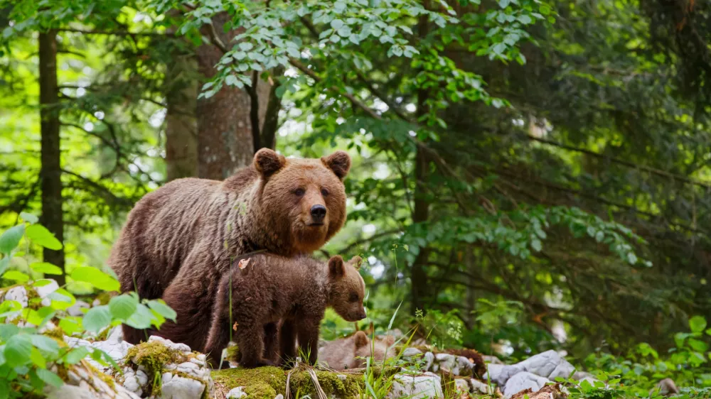 Brown bear - close encounter with a big mother wild brown bear with her cubs in the forest and mountains of the Notranjska region in Slovenia