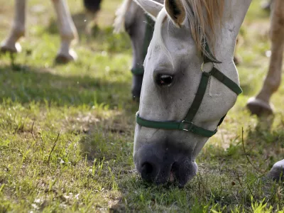 - LIPICA 2012 - kobilarna - vzreja svetovno znanih konjev lipicancev, konj - lipicanec - lipicanci//FOTO: Bojan Velikonja