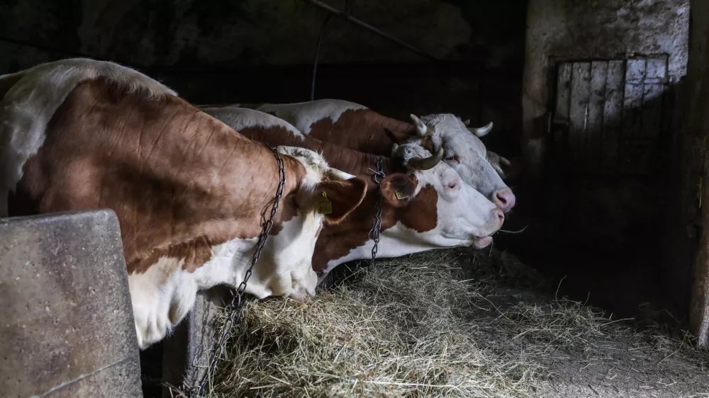 Krave, štala, živinoreja.- 25.03.2023 – Zgornje Gameljne - Kmetija Franca Junkerja - šestošolec Aleksej po pouku najraje obišče Frančevo kmetijo in mu pomaga pri oskrbi krav in drugih kmečkih opravilih - //FOTO: Bojan Velikonja