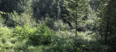  - Pomlajen gozd, - 13.08.2025. - Vodeni ogled območja poseka dreves na Rožniku s predstavniki Zavoda za gozdove in občine Ljubljana. //FOTO: Bojan Velikonja