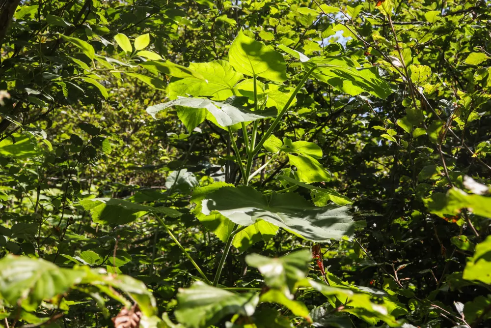  - Pavlovnija, invazivna tujerodna rastlina, - 13.08.2025. - Vodeni ogled območja poseka dreves na Rožniku s predstavniki Zavoda za gozdove in občine Ljubljana. //FOTO: Bojan Velikonja