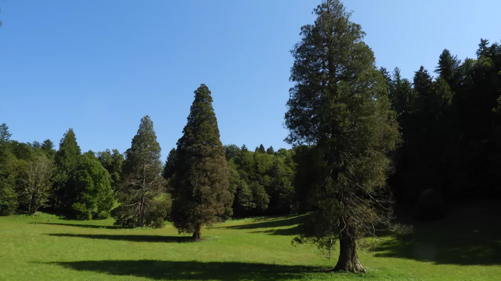sekvoje Rimske terme / Foto: Katja Petrovec