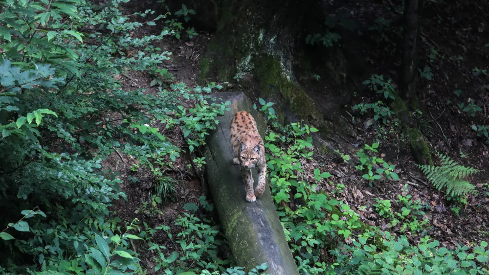 ﻿ris- 12.07.2018 – ZOO - Živalski vrt Ljubljana - živali, ki se skrivajo //FOTO: Jaka Gasar
