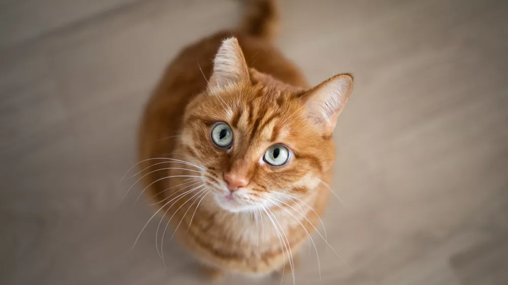 Čudovita kombinacija: oranžna mačka z zelenimi očmi. 